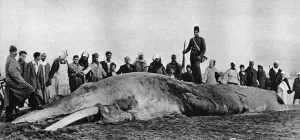 1950 Prints: Decomposing whale carcass