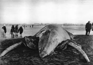 1950 Prints: Decomposing whale carcass