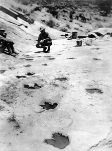 Dinosaur Prints: Dinosaur footprints found in the hills of Arizona