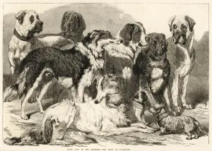Prize Prints: Dog Show Islington