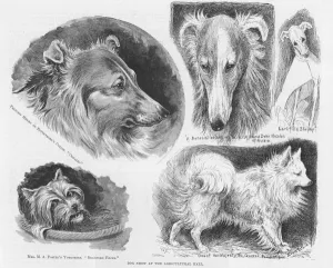 Louis Prints: Dog show sketches by Louis Wain