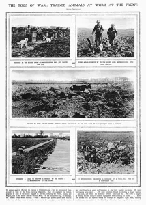 Trained Prints: The Dogs of War - trained animals at work at the front