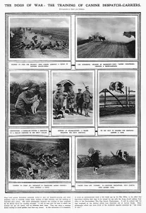 Despatch Prints: The Dogs of War - training messenger dogs at Shoeburyness