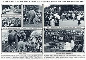 Ceremony Prints: Double page spread in The Illustrated London News reporting on the new white elephant calf