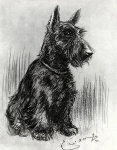 Scottish Prints: Dougal, Prince Henrys Scottish terrier