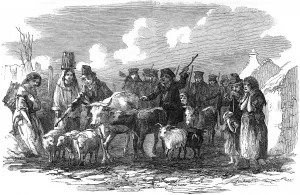 Driving Prints: Driving cattle for rent in Ireland