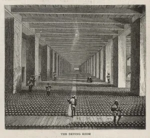 Drying Prints: Drugs / Opium Factory - 4