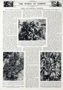 1940 Prints: Edible and medicinal seaweeds, 1940