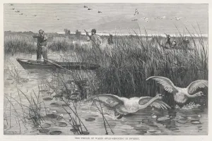 Sweden Prints: Edward Shoots Swans