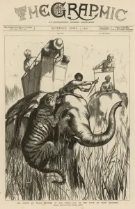 Animal Prints: Elephant attacked by Tiger