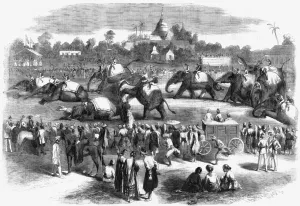 Elephants Prints: Elephant steeplechase at Rangoon