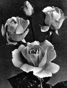 Flower Prints: Elizabeth Rose