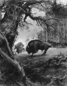 Images Dated 10th June 2016: Endangered European bison in wartime, 1915