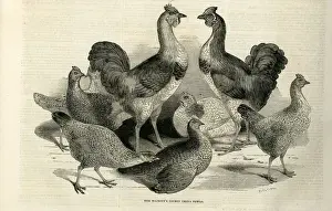 Victoria Prints: Engraving of the Cochin China Fowl kept by Queen Victoria at Windsor. Date: 1843