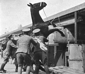 Transporting Prints: Entraining artillery horses for France, WW1