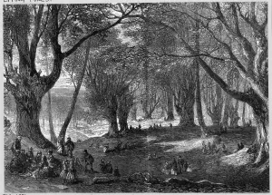Forest Prints: Epping Forest