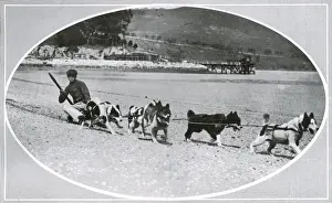 Preparations Prints: Exercising dogs in New Zealand prior to Scott Polar Expediti