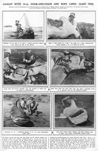 1923 Prints: Explorer Sealife Giant Fish Corpse Pregnant Saw