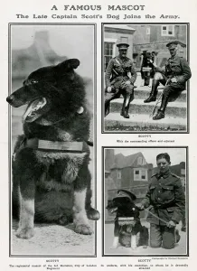 Regiment Prints: A famous mascot - Captain Scott dog joins the Army