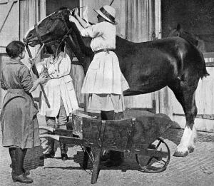 Caring Prints: Female vet at horse repository, WWI
