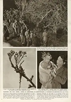 Interest Prints: Filming the Holy Thorn at Kingsthorn, Herefordshire - and the buds which came into