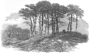 1871 Prints: Fir Trees on Hampstead Heath, London, 1871