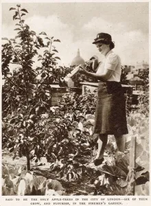 Fruit Prints: Firemens Farm in the Heart of the City WWII