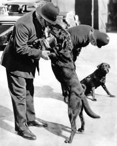 Introduced Prints: First Metropolitan Police-Dogs