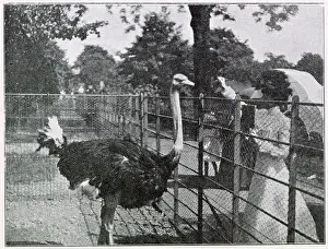 Feather Prints: The first ostrich farm in Europe