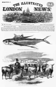 Peru Prints: A flock of llamas, imported from Peru in 1858