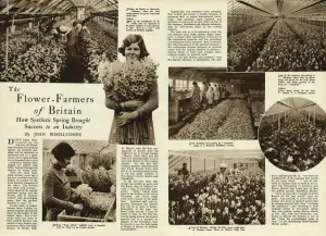 Hampton Prints: The flower farmers of Britain 1938