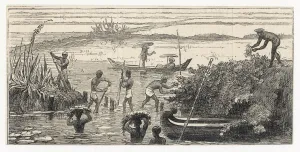 Cultivation Prints: Food and Drink / Rice