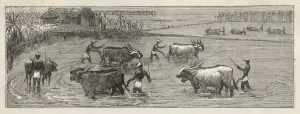 Cultivation Prints: Food and Drink / Rice