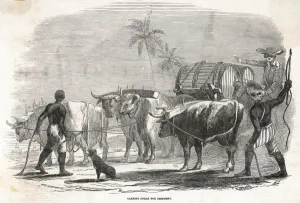 Indies Prints: Food and Drink / Sugar