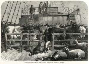 Cattle Prints: Foreign cattle on board the Batavier 1865