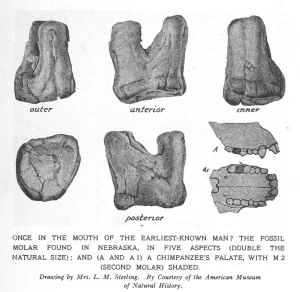 Human Prints: Fossil molar of Nebraska man