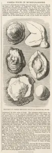 Discovery Prints: Fossils found in Buckinghamshire
