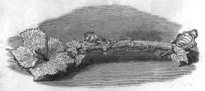 Ornate Prints: The foundation stone of the Middlesex Pauper Lunatic Asylum