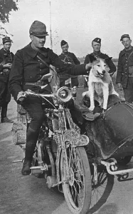 Cyclist Prints: French Army dog Prusco