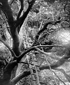 Mounted Prints: A French observation post mounted up a tree