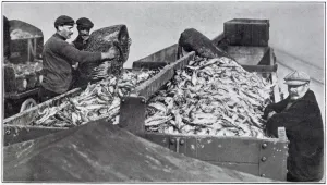Industry Prints: Fresh herring being loaded upon trucks. Date: November 1910