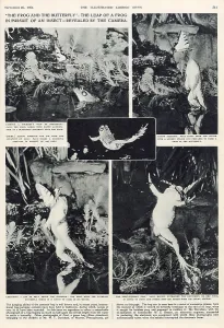 Chain Prints: The Frog and the Butterfly. The leap of a frog in pursuit of an insect