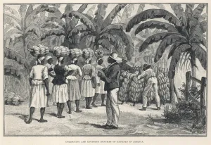 Indies Prints: Fruit / Bananas