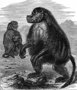 1877 Prints: Gelada Monkeys at the Alexandra Palace, London, 1877