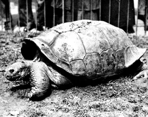 Images Dated 24th August 2004: Giant Tortoise at London Zoo, 1936