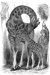 Bringing Prints: Giraffe and her young, London Zoo, 1849