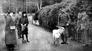 Welsh Prints: The goat presented by King George V to the 7th Royal Welsh Fusiliers