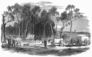 Fields Prints: Gold rush in Australia