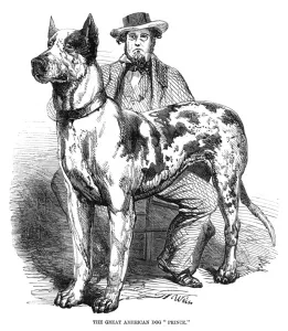 Owner Prints: The great American dog, Prince