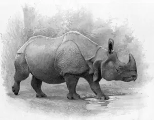 Indian Prints: Great Indian Rhinoceros, 1899